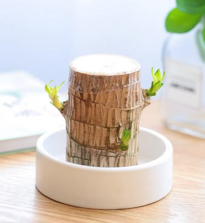 Dream Motto 🔥2025 Best Seller🔥-Lucky Brazil Wood Potted Plant🎊(Free shipping over$14.99)