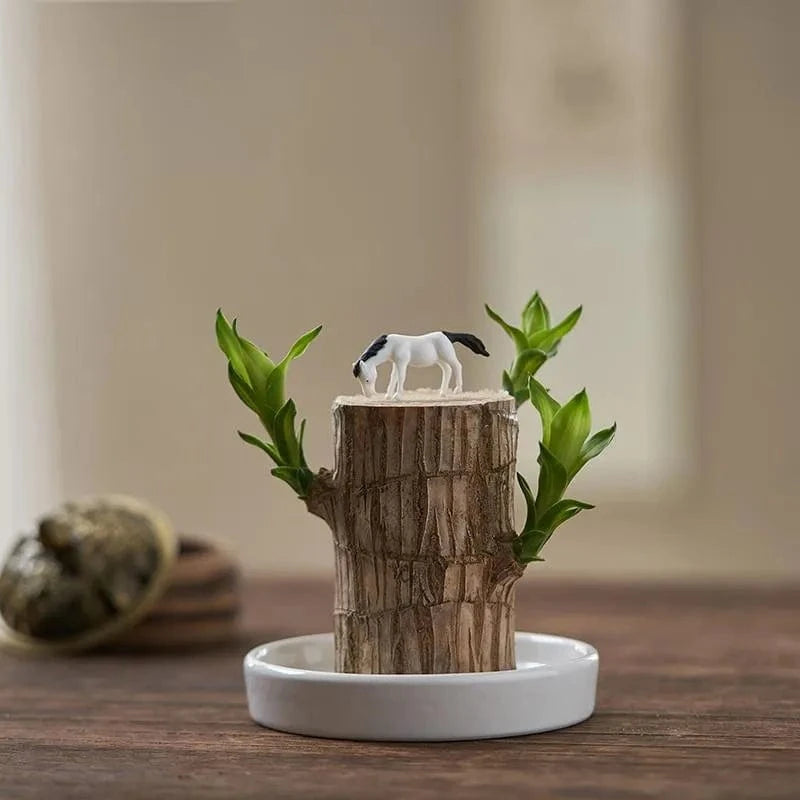 Dream Motto 🔥2025 Best Seller🔥-Lucky Brazil Wood Potted Plant🎊(Free shipping over$14.99)
