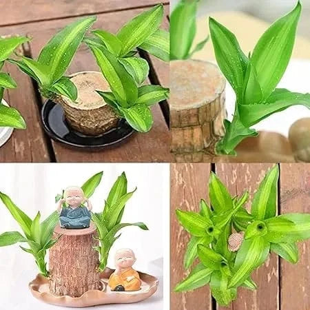 Dream Motto 🔥2025 Best Seller🔥-Lucky Brazil Wood Potted Plant🎊(Free shipping over$14.99)