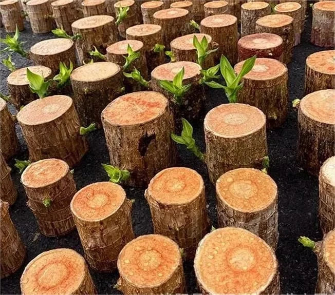 Dream Motto 🔥2025 Best Seller🔥-Lucky Brazil Wood Potted Plant🎊(Free shipping over$14.99)