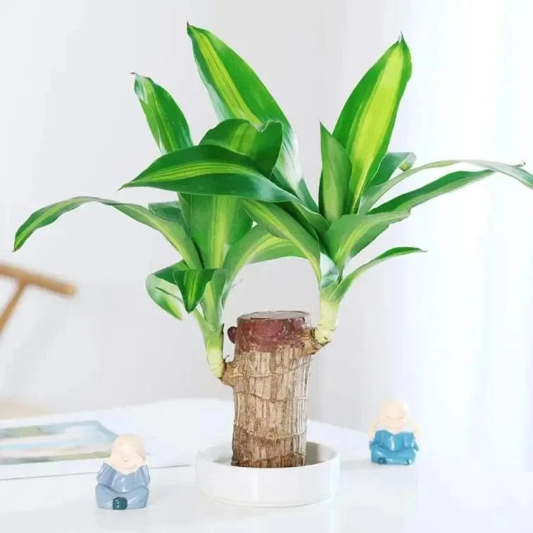 Dream Motto 🔥2025 Best Seller🔥-Lucky Brazil Wood Potted Plant🎊(Free shipping over$14.99)