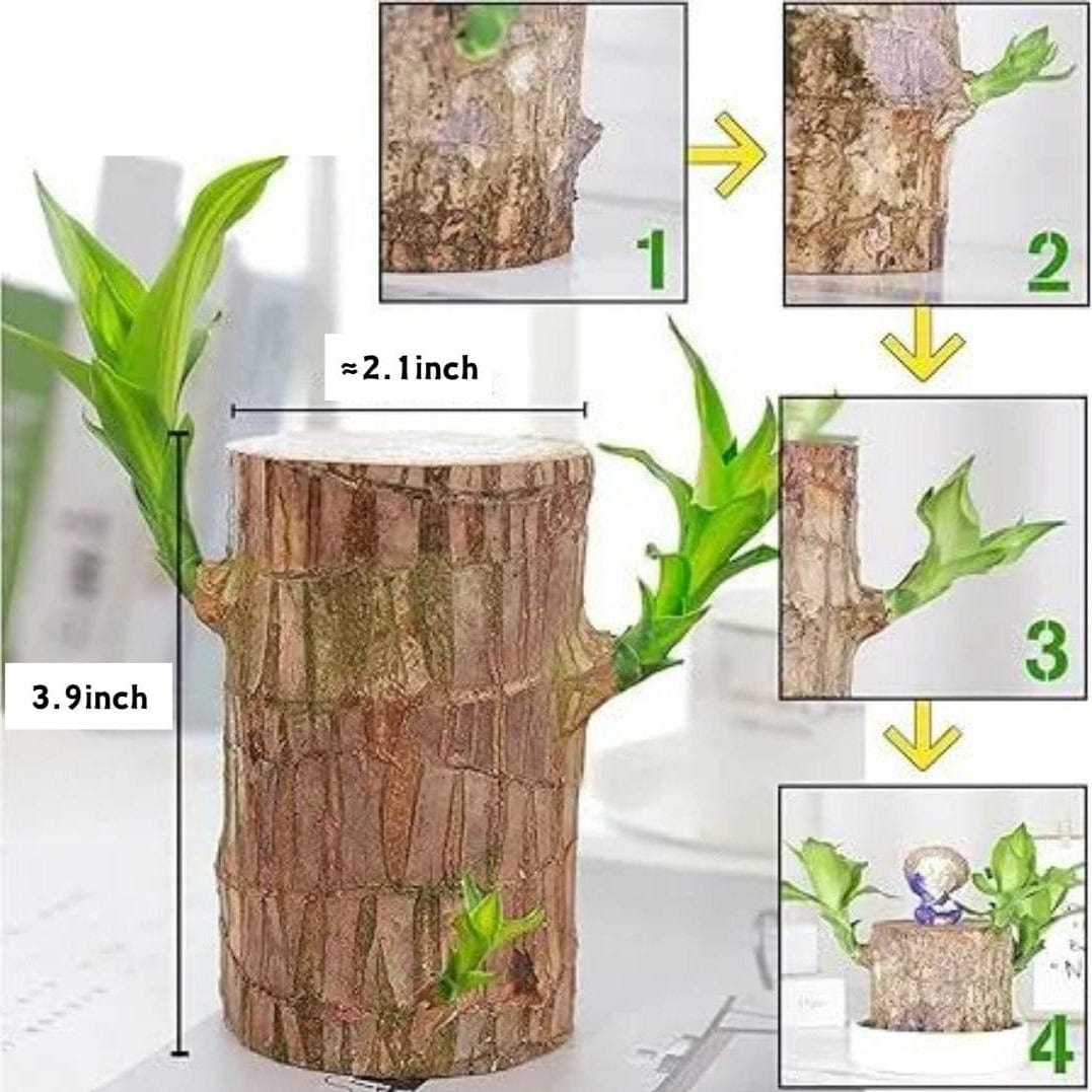 Dream Motto 🔥2025 Best Seller🔥-Lucky Brazil Wood Potted Plant🎊(Free shipping over$14.99)