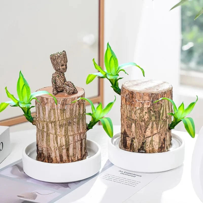 Dream Motto 🔥2025 Best Seller🔥-Lucky Brazil Wood Potted Plant🎊(Free shipping over$14.99)