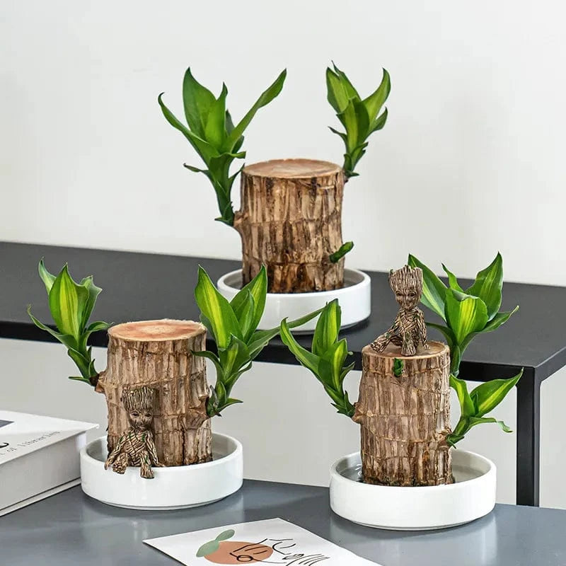 Dream Motto 🔥2025 Best Seller🔥-Lucky Brazil Wood Potted Plant🎊(Free shipping over$14.99)