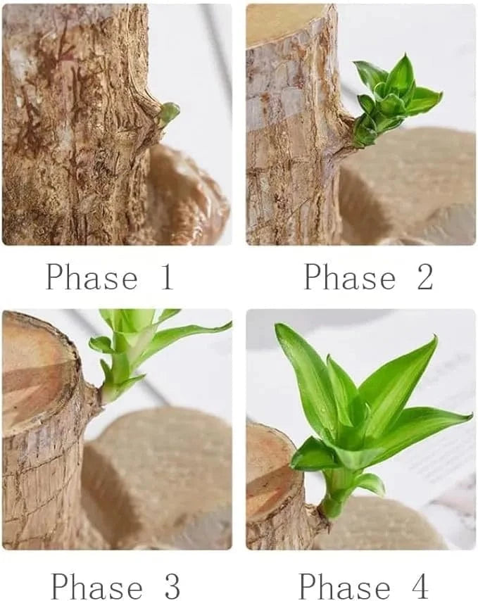 Dream Motto 🔥2025 Best Seller🔥-Lucky Brazil Wood Potted Plant🎊(Free shipping over$14.99)