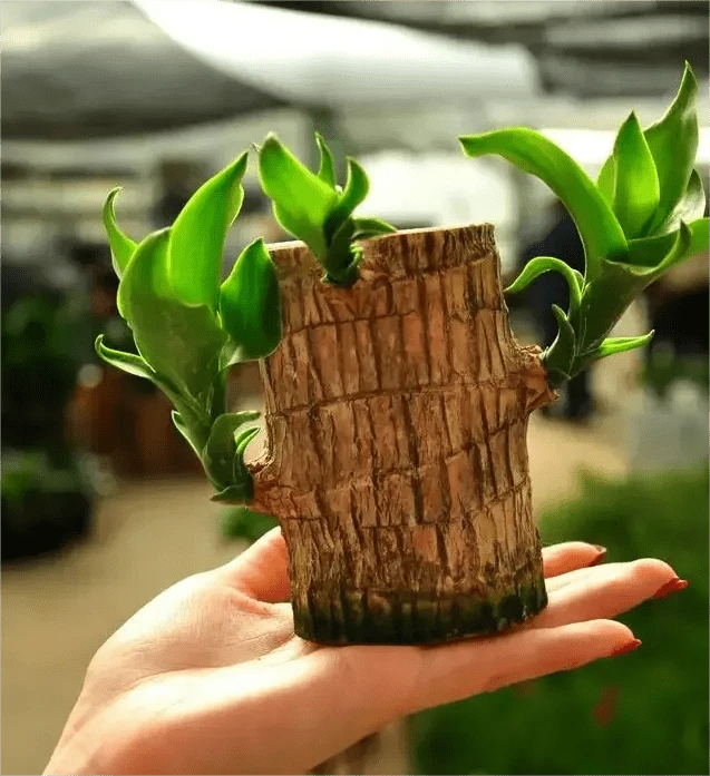 Dream Motto 🔥2025 Best Seller🔥-Lucky Brazil Wood Potted Plant🎊(Free shipping over$14.99)