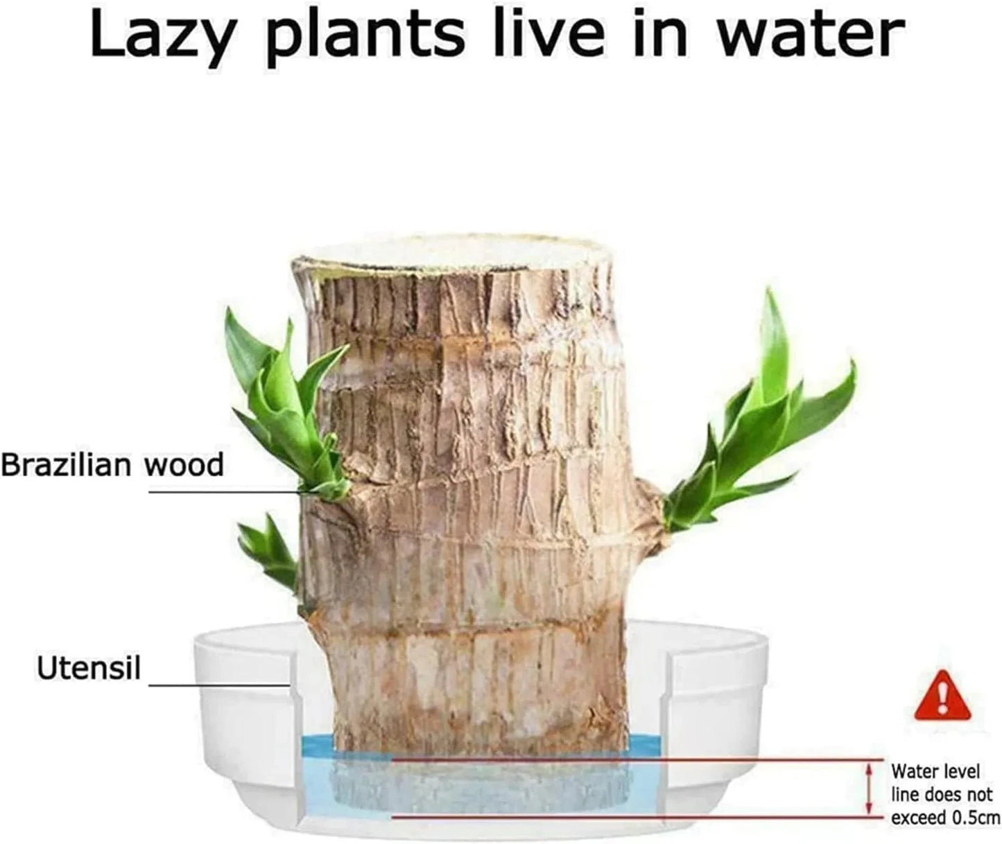 Dream Motto 🔥2025 Best Seller🔥-Lucky Brazil Wood Potted Plant🎊(Free shipping over$14.99)