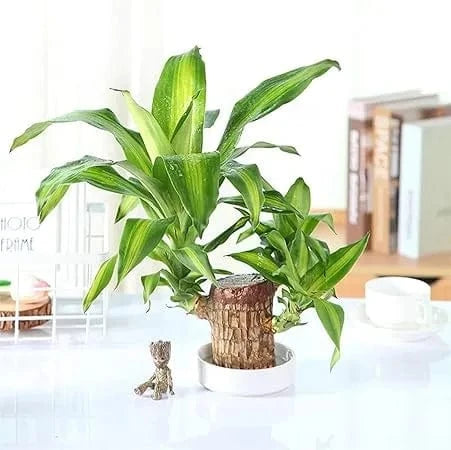 Dream Motto 🔥2025 Best Seller🔥-Lucky Brazil Wood Potted Plant🎊(Free shipping over$14.99)