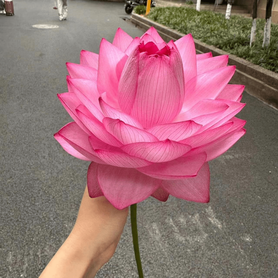 Dream Motto 🌸【7 days germination】Last Day Sale - 50% OFF💐The Sacred Bonsai Bowl Lotus Flower