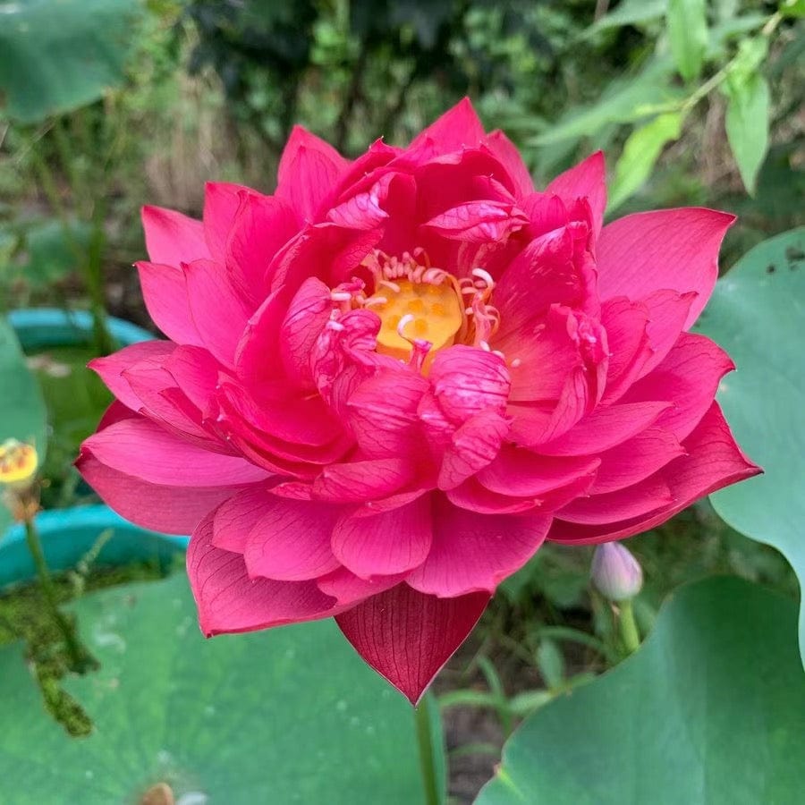 Dream Motto 🌸【7 days germination】Last Day Sale - 50% OFF💐The Sacred Bonsai Bowl Lotus Flower