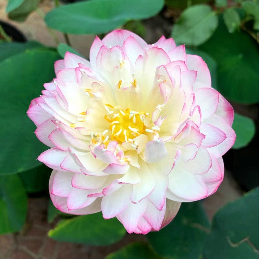 Dream Motto 🌸【7 days germination】Last Day Sale - 50% OFF💐The Sacred Bonsai Bowl Lotus Flower