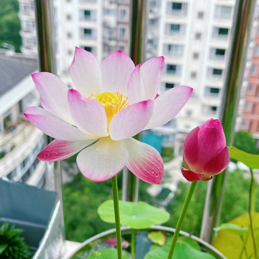 Dream Motto 🌸【7 days germination】Last Day Sale - 50% OFF💐The Sacred Bonsai Bowl Lotus Flower