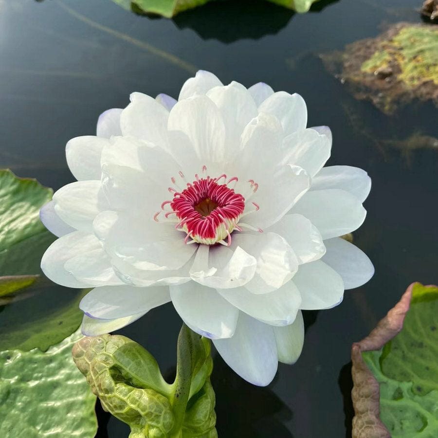 Dream Motto 🌸【7 days germination】Last Day Sale - 50% OFF💐The Sacred Bonsai Bowl Lotus Flower