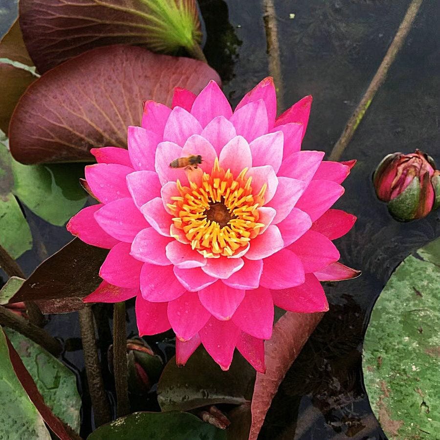 Dream Motto 🌸【7 days germination】Last Day Sale - 50% OFF💐The Sacred Bonsai Bowl Lotus Flower