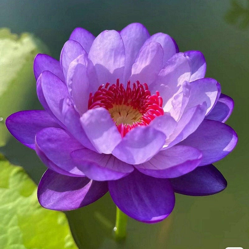 Dream Motto 🌸【7 days germination】Last Day Sale - 50% OFF💐The Sacred Bonsai Bowl Lotus Flower