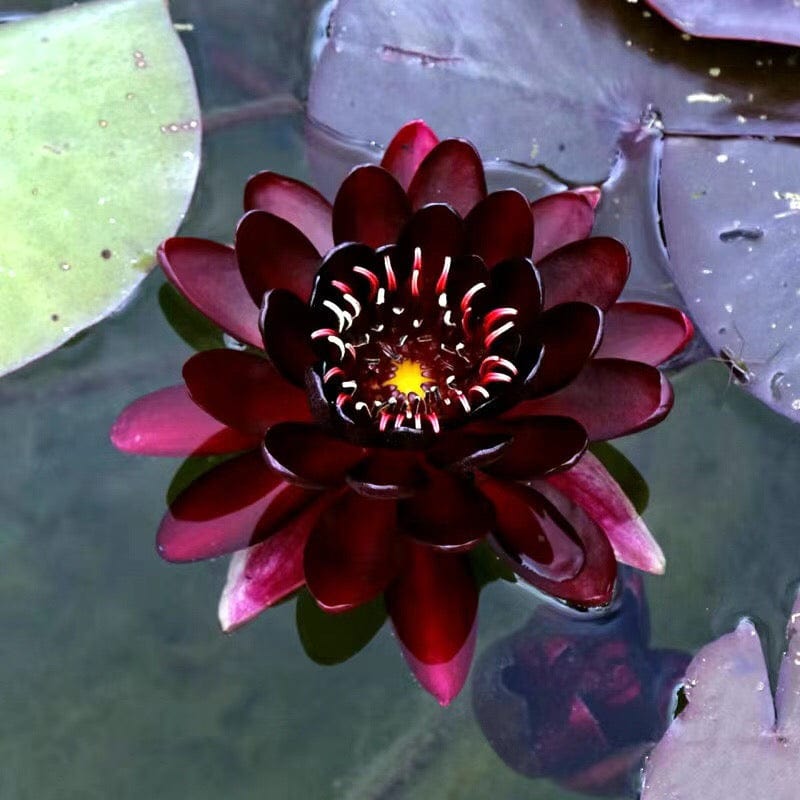 Dream Motto 🌸【7 days germination】Last Day Sale - 50% OFF💐The Sacred Bonsai Bowl Lotus Flower