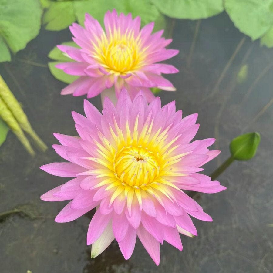 Dream Motto 🌸【7 days germination】Last Day Sale - 50% OFF💐The Sacred Bonsai Bowl Lotus Flower