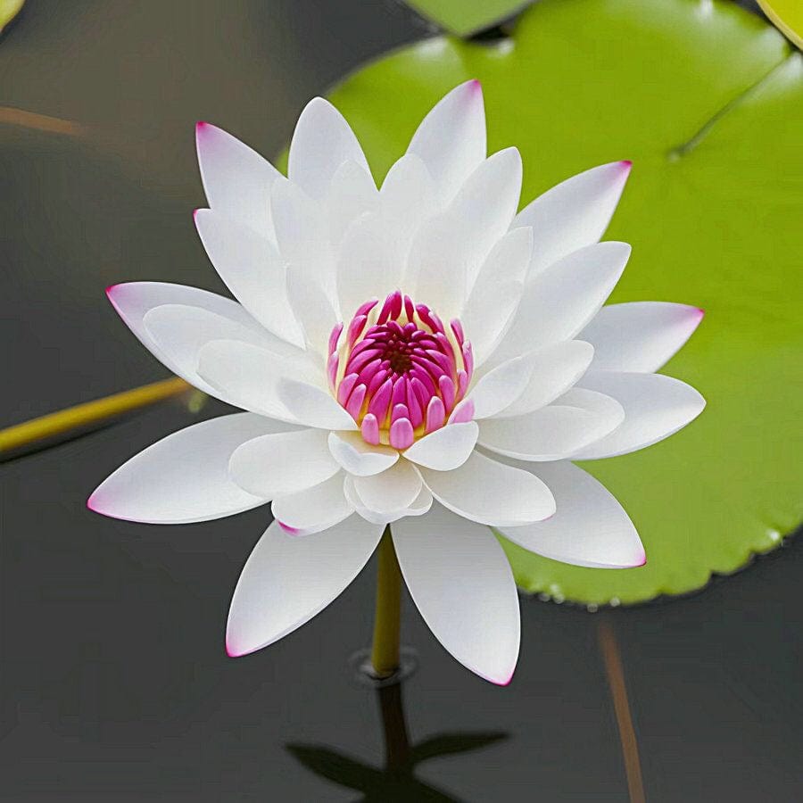 Dream Motto 🌸【7 days germination】Last Day Sale - 50% OFF💐The Sacred Bonsai Bowl Lotus Flower
