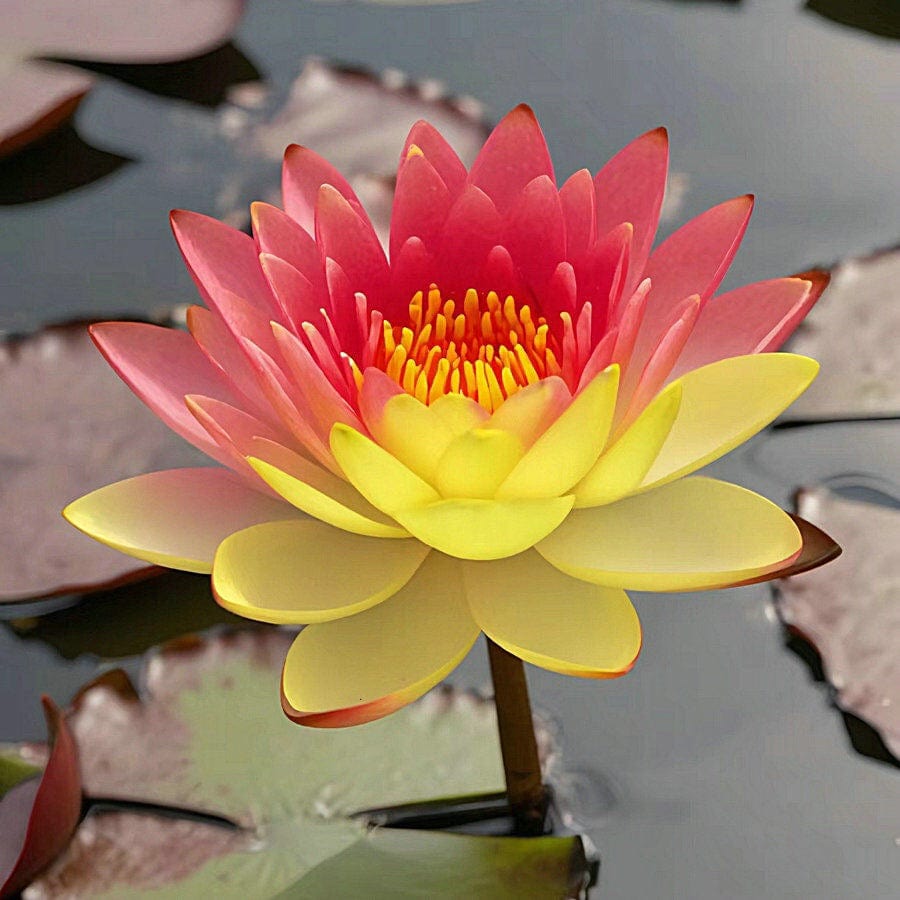 Dream Motto 🌸【7 days germination】Last Day Sale - 50% OFF💐The Sacred Bonsai Bowl Lotus Flower