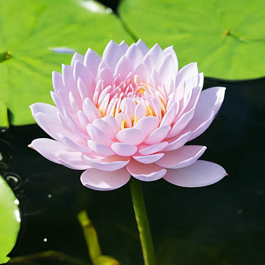 Dream Motto 🌸【7 days germination】Last Day Sale - 50% OFF💐The Sacred Bonsai Bowl Lotus Flower