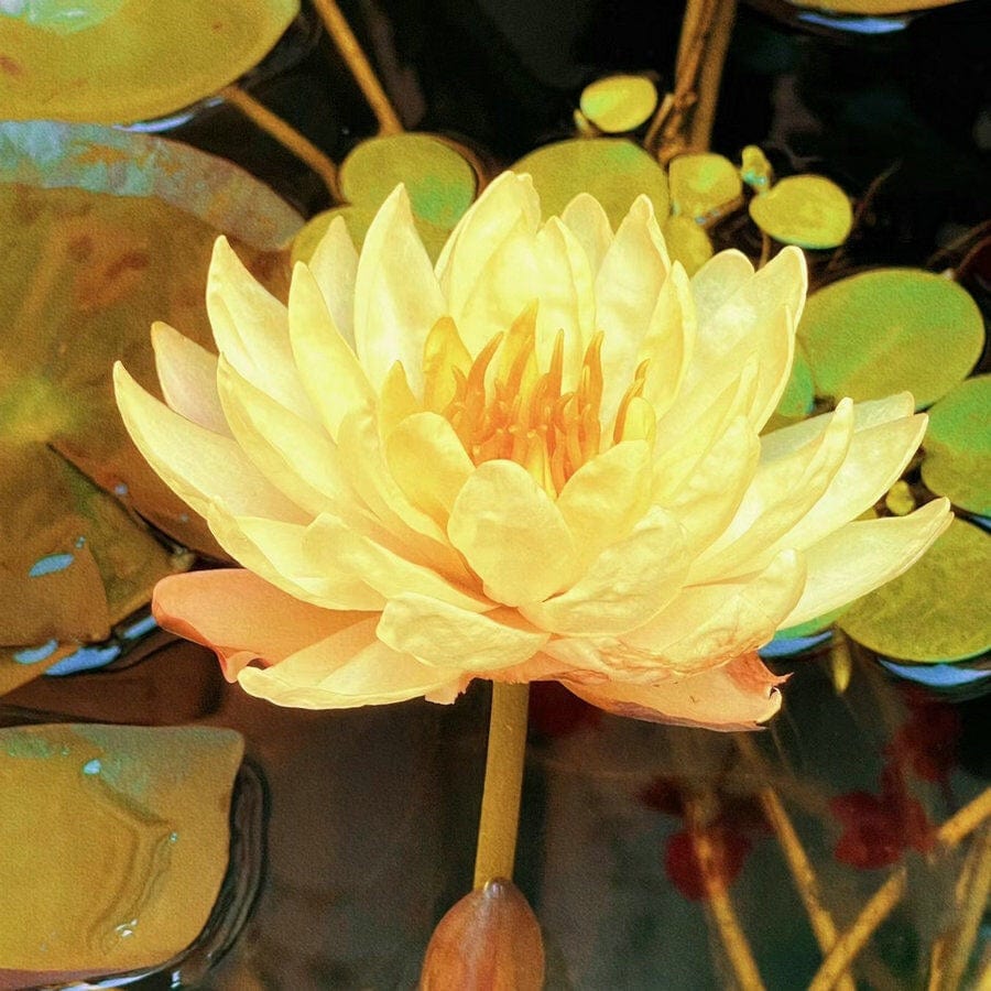 Dream Motto Gold / 10 Seeds 🌸【7 days germination】Last Day Sale - 50% OFF💐The Sacred Bonsai Bowl Lotus Flower