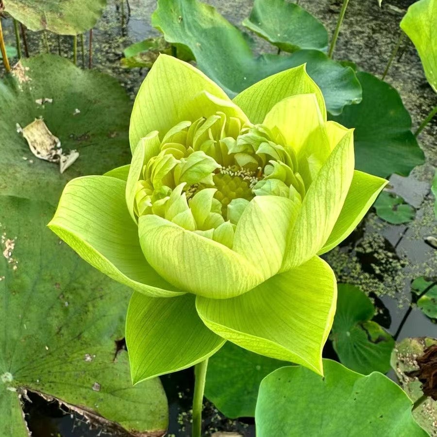 Dream Motto 🔥Green / 10 Seeds 🌸【7 days germination】Last Day Sale - 50% OFF💐The Sacred Bonsai Bowl Lotus Flower