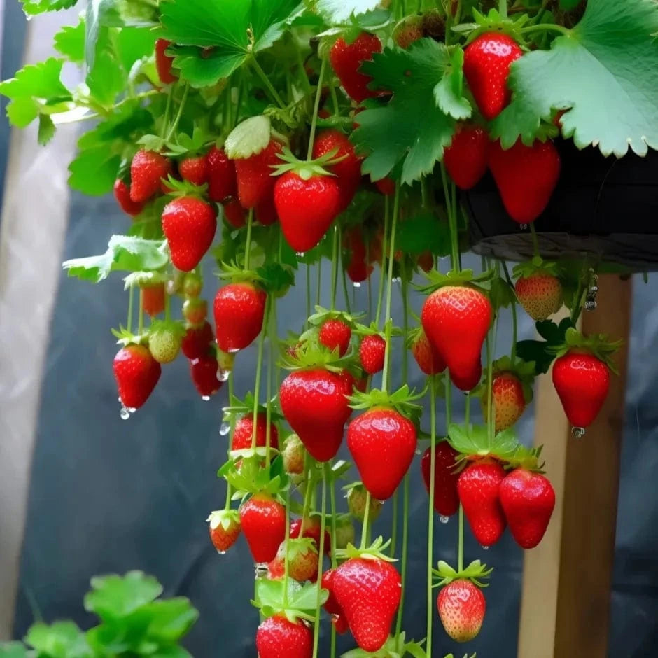 Dream Motto 🍓Last Day 50% OFF🍓Strawberry Cream Seeds