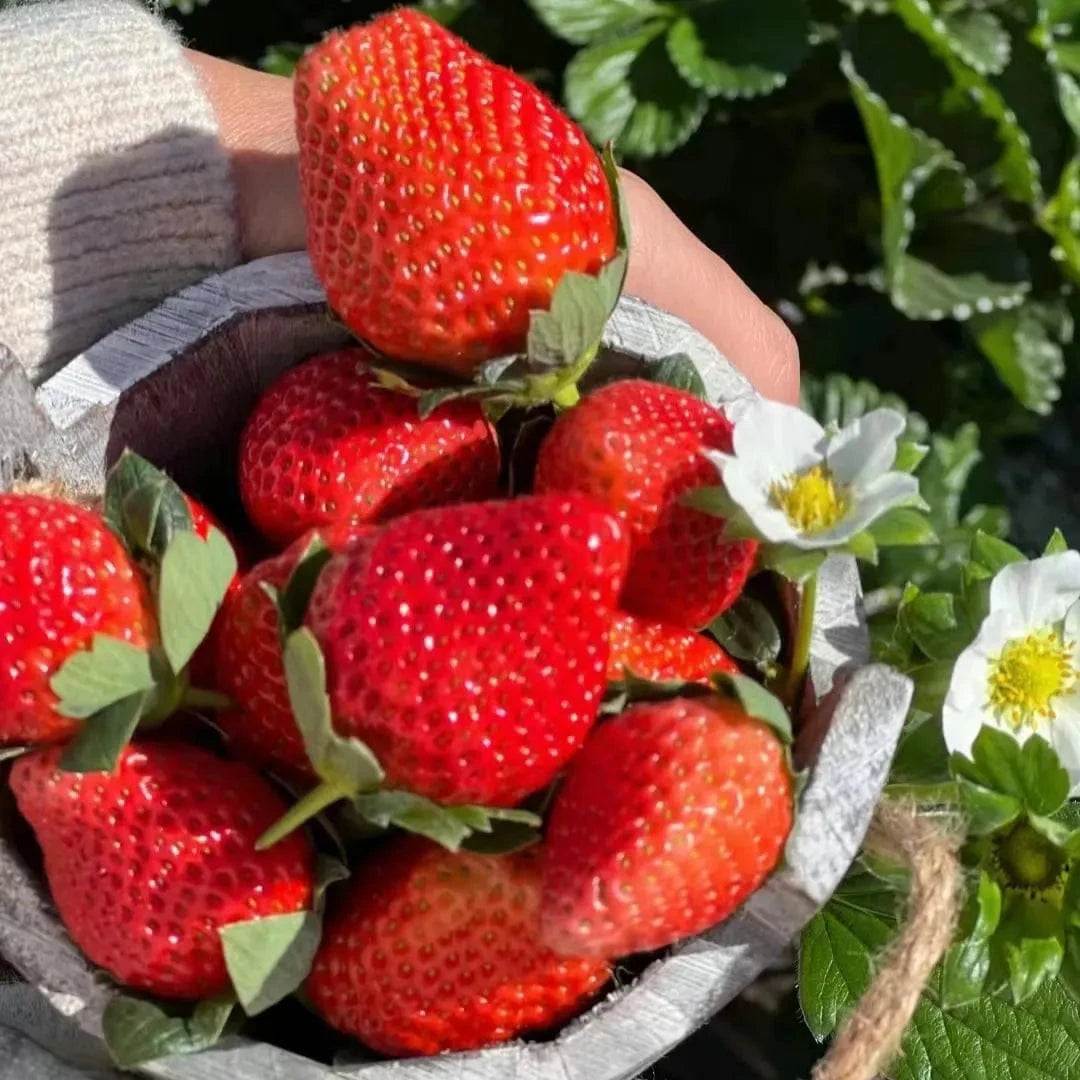 Dream Motto 🍓Last Day 50% OFF🍓Strawberry Cream Seeds
