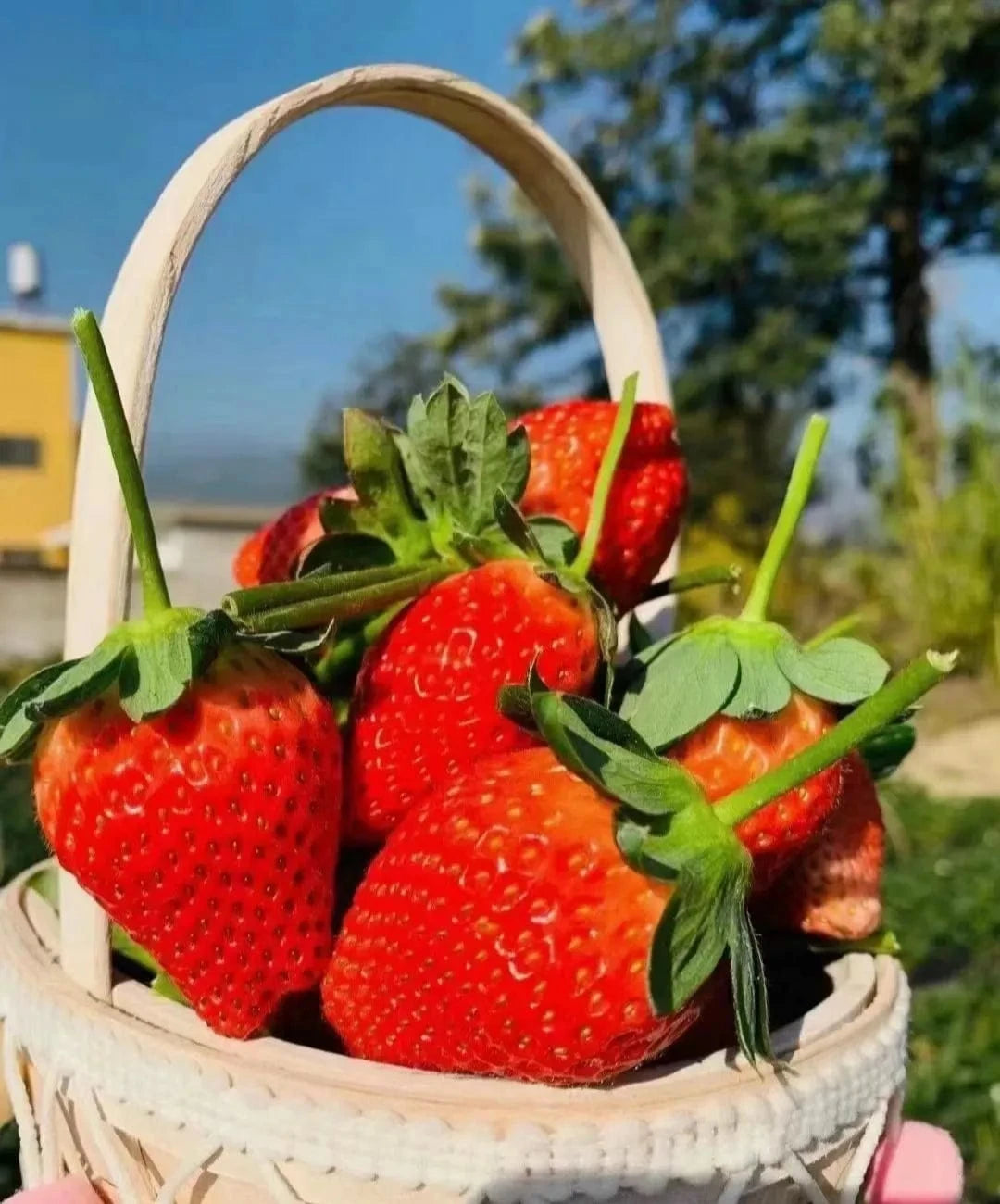 Dream Motto 🍓Last Day 50% OFF🍓Strawberry Cream Seeds