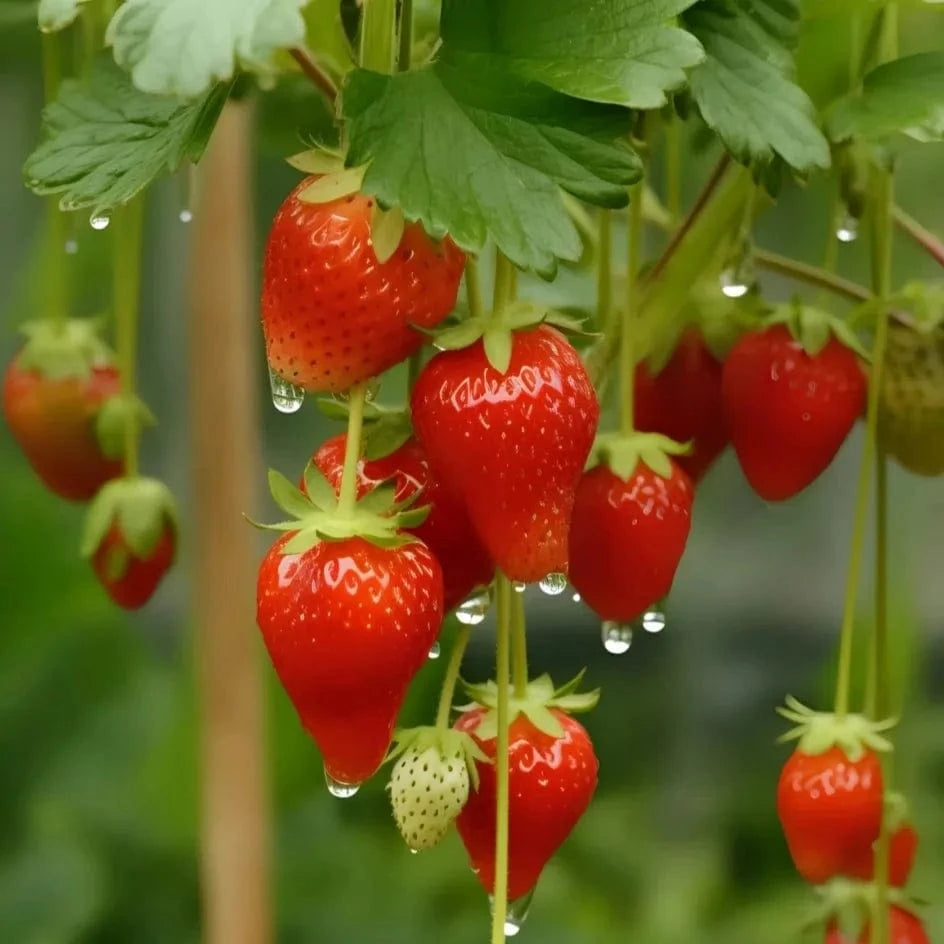 Dream Motto 🍓Last Day 50% OFF🍓Strawberry Cream Seeds