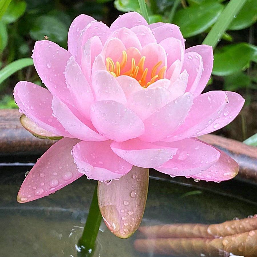 Dream Motto Light Pink / 10 Seeds 🌸【7 days germination】Last Day Sale - 50% OFF💐The Sacred Bonsai Bowl Lotus Flower