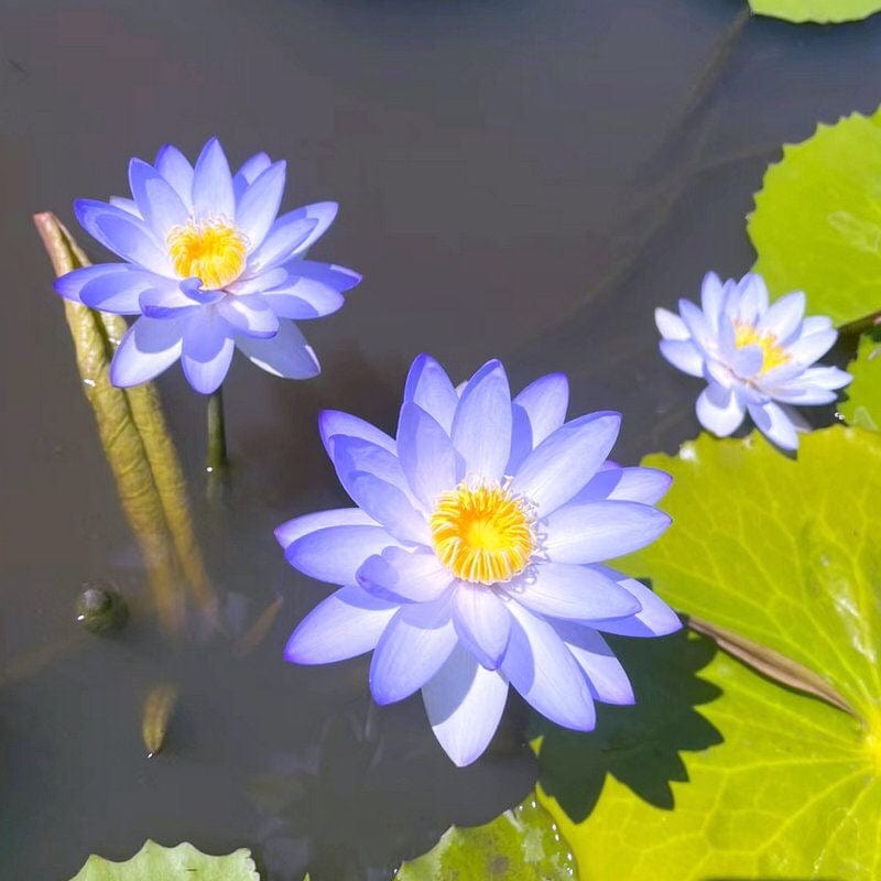 Dream Motto 🔥Light Purple&Yellow(Middle) / 10 Seeds 🌸【7 days germination】Last Day Sale - 50% OFF💐The Sacred Bonsai Bowl Lotus Flower