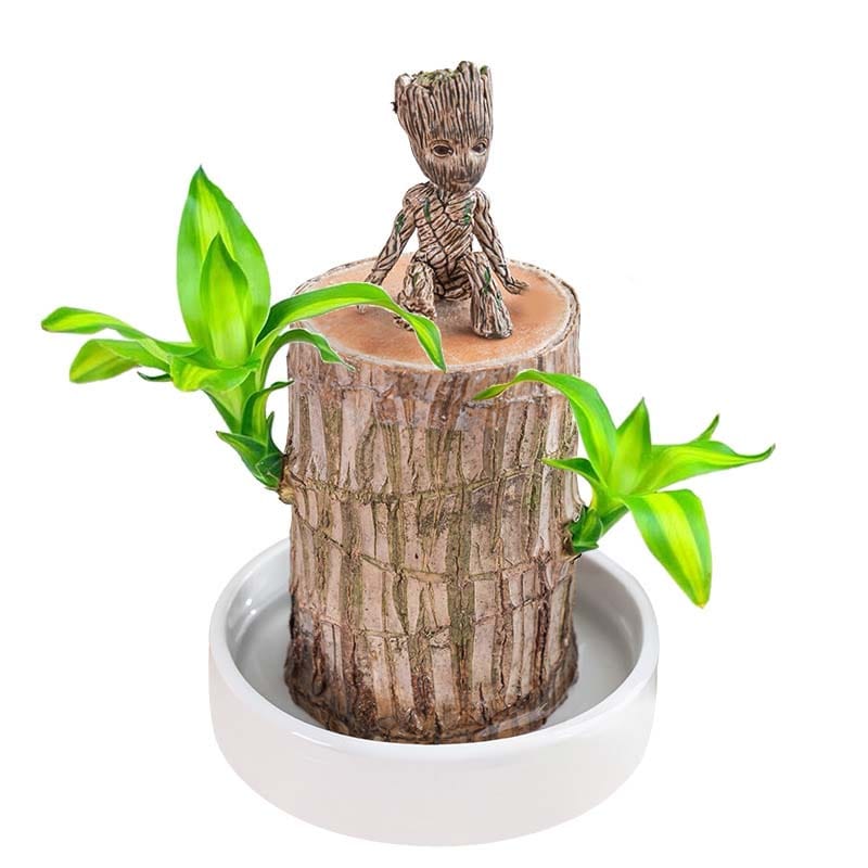 Dream Motto 🔥🔥Lucky Wood+Pot+Groot / 1 set 🔥2025 Best Seller🔥-Lucky Brazil Wood Potted Plant🎊(Free shipping over$14.99)