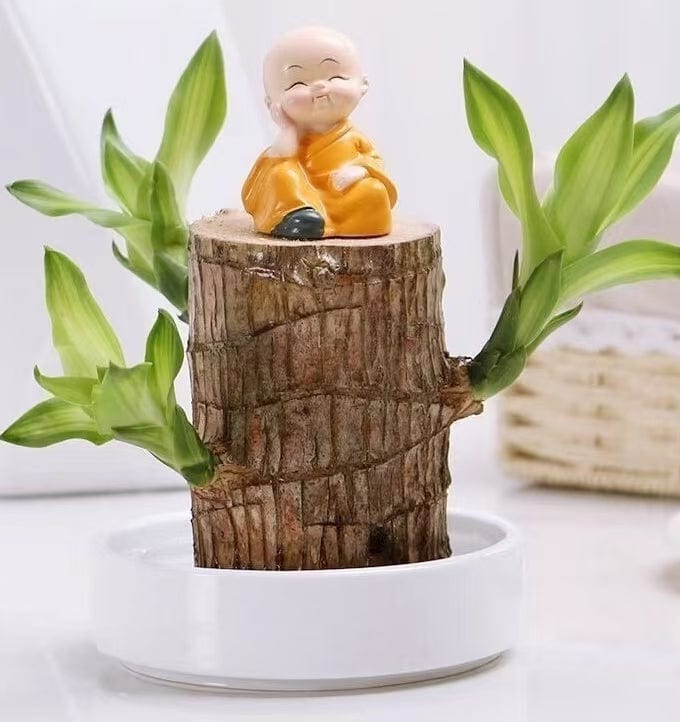 Dream Motto 🔥🔥Lucky Wood+Pot+Little Monk / 1 set 🔥2025 Best Seller🔥-Lucky Brazil Wood Potted Plant🎊(Free shipping over$14.99)