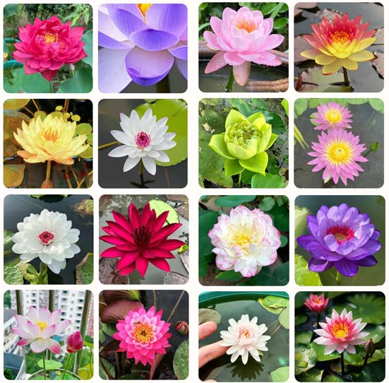 Dream Motto 🔥Mix Color(Best Seller) / 10 Seeds 🌸【7 days germination】Last Day Sale - 50% OFF💐The Sacred Bonsai Bowl Lotus Flower