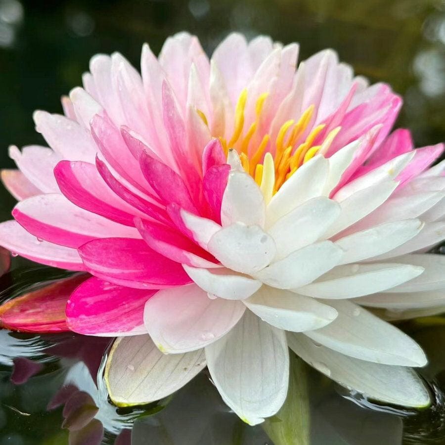 Dream Motto 🔥Pink&White / 10 Seeds 🌸【7 days germination】Last Day Sale - 50% OFF💐The Sacred Bonsai Bowl Lotus Flower
