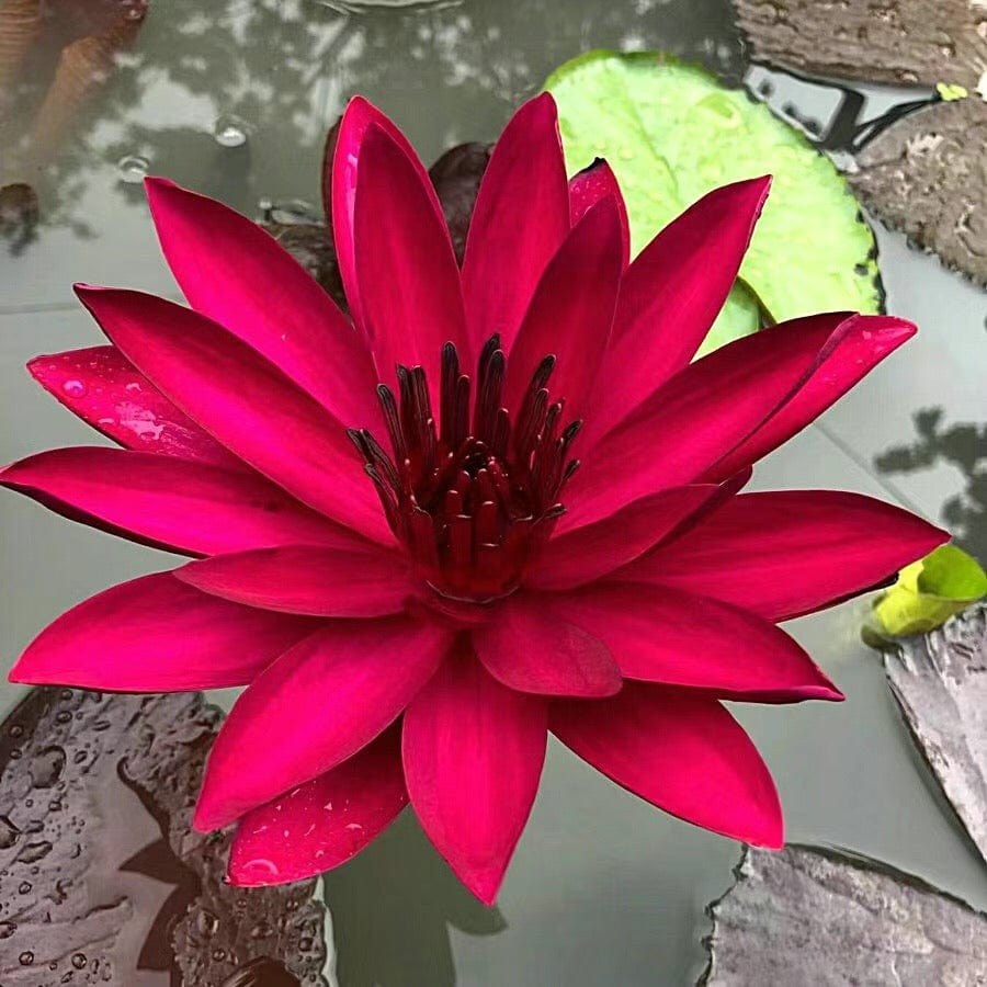 Dream Motto Red / 10 Seeds 🌸【7 days germination】Last Day Sale - 50% OFF💐The Sacred Bonsai Bowl Lotus Flower