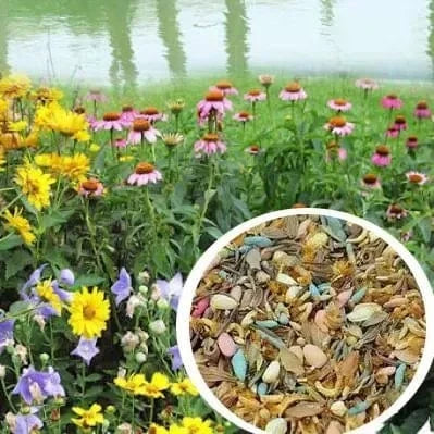 Dream Motto 🐝Save Bees Wildflower Seed Series - Pure Non-GMO Flower Seeds