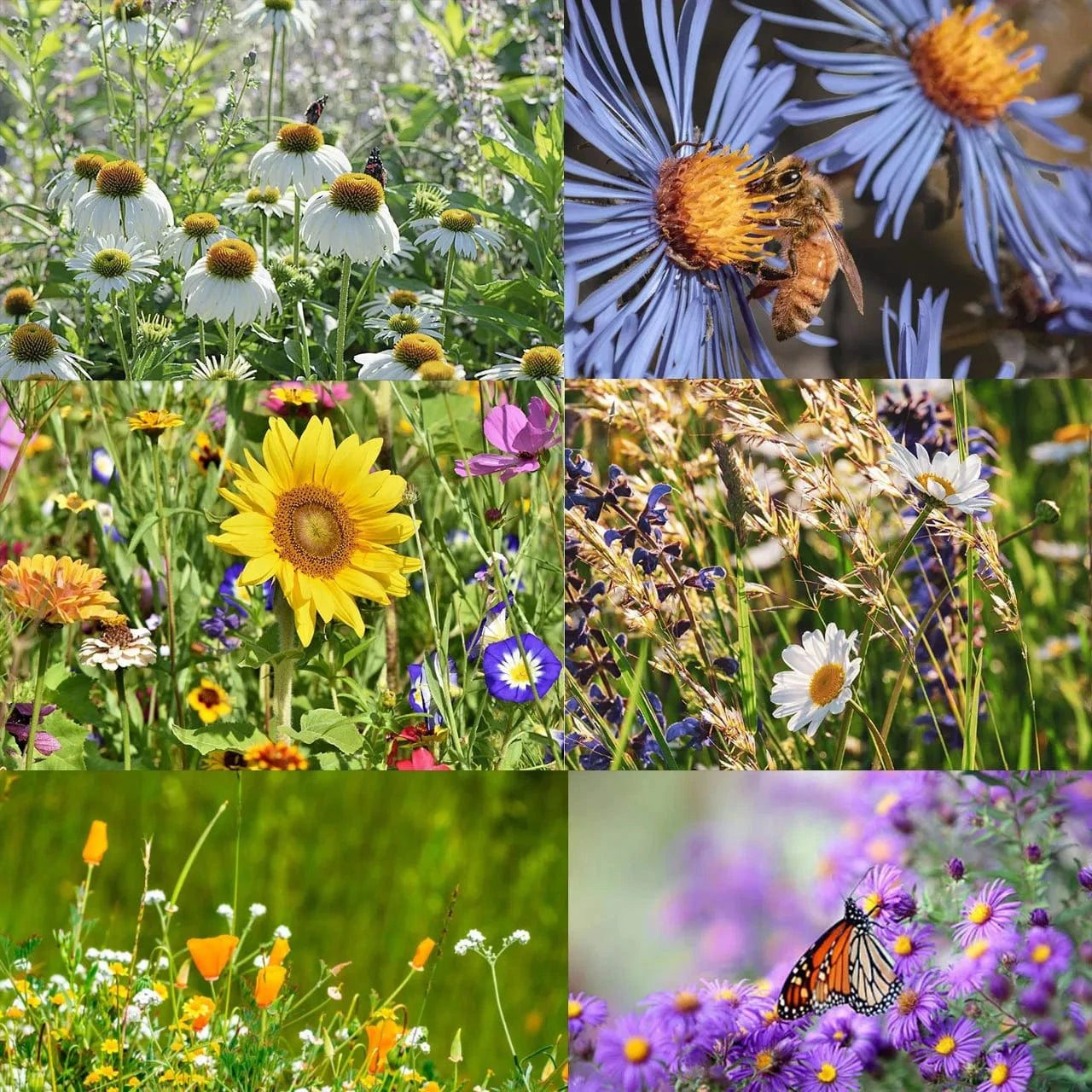 Dream Motto 🐝Save Bees Wildflower Seed Series - Pure Non-GMO Flower Seeds