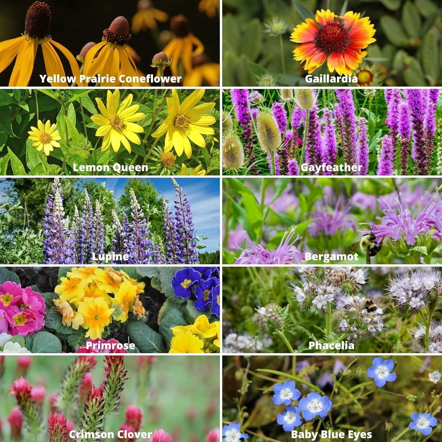 Dream Motto 🐝Save Bees Wildflower Seed Series - Pure Non-GMO Flower Seeds