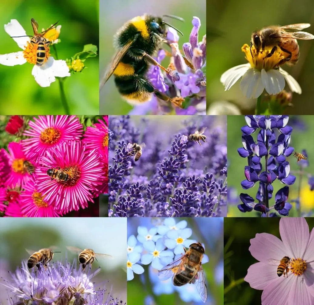 Dream Motto 🐝Save Bees Wildflower Seed Series - Pure Non-GMO Flower Seeds