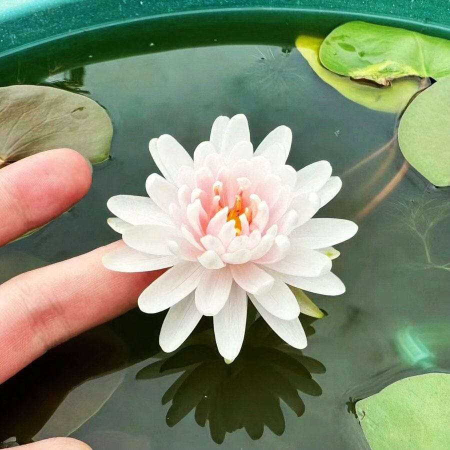 Dream Motto White / 10 Seeds 🌸【7 days germination】Last Day Sale - 50% OFF💐The Sacred Bonsai Bowl Lotus Flower