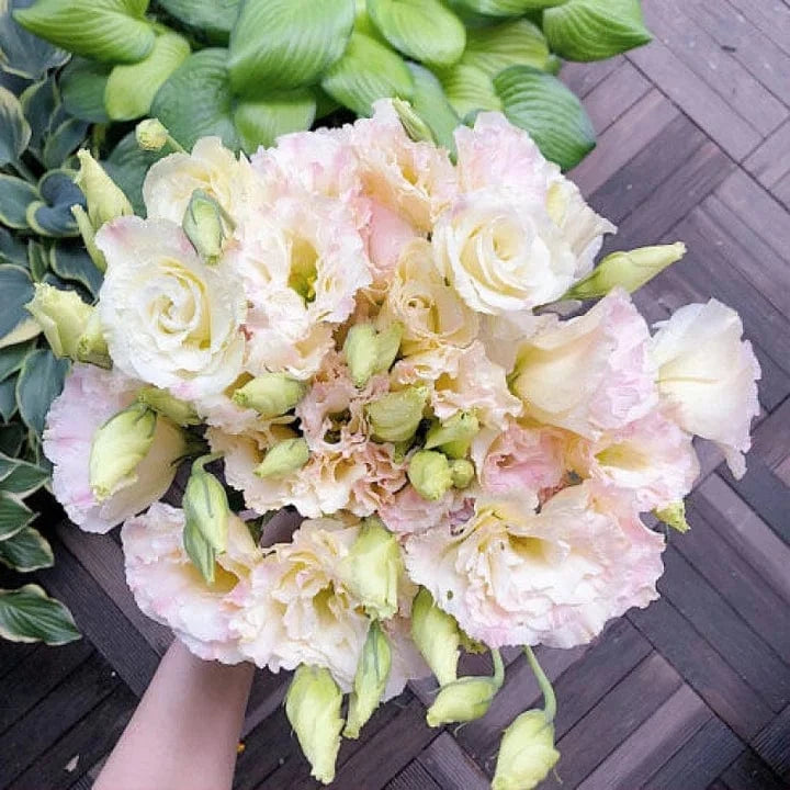 Dream Motto 200 Seeds - 40% Choice / Champagne 🔥2025 Best Seller🔥-Lisianthus - A Sincere and Immutable Love 💐(Free Shipping over $14.99)