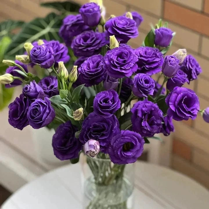Dream Motto 200 Seeds - 40% Choice / Deep Violet 🔥2025 Best Seller🔥-Lisianthus - A Sincere and Immutable Love 💐(Free Shipping over $14.99)