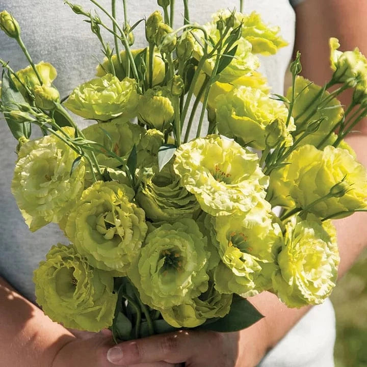 Dream Motto 200 Seeds - 40% Choice / Green 🔥2025 Best Seller🔥-Lisianthus - A Sincere and Immutable Love 💐(Free Shipping over $14.99)