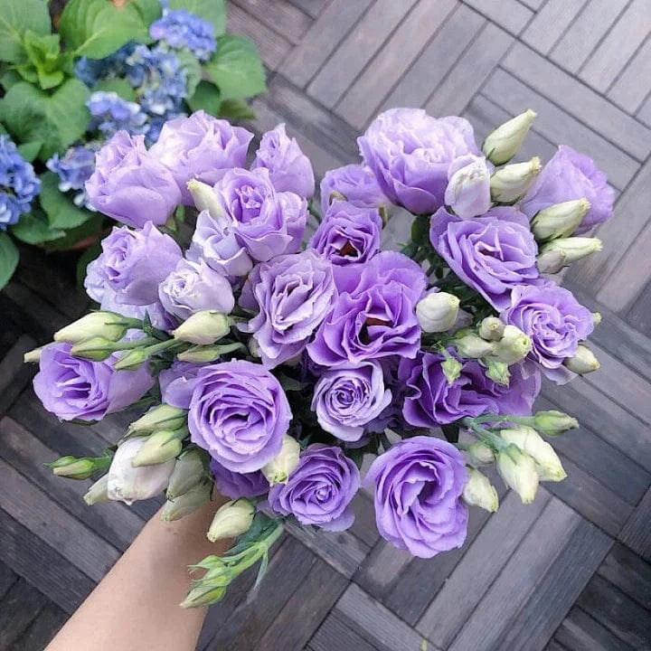 Dream Motto 200 Seeds - 40% Choice / Light Violet 🔥2025 Best Seller🔥-Lisianthus - A Sincere and Immutable Love 💐(Free Shipping over $14.99)