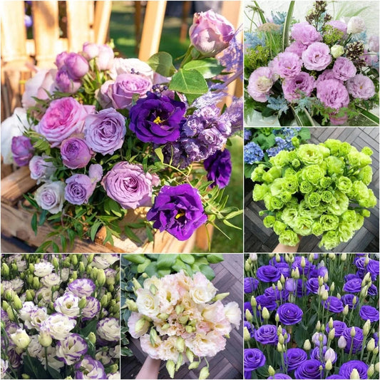 Dream Motto 200 Seeds - 40% Choice / Mixed 🔥2025 Best Seller🔥-Lisianthus - A Sincere and Immutable Love 💐(Free Shipping over $14.99)