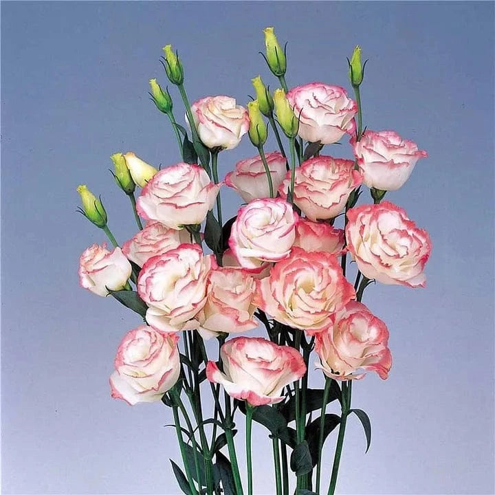 Dream Motto 200 Seeds - 40% Choice / Pink 🔥2025 Best Seller🔥-Lisianthus - A Sincere and Immutable Love 💐(Free Shipping over $14.99)