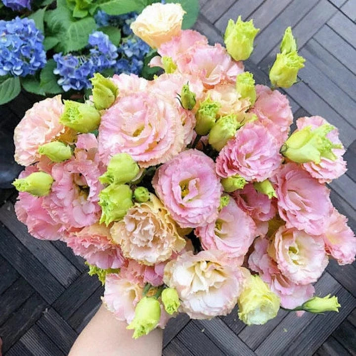 Dream Motto 200 Seeds - 40% Choice / Pink Tassel 🔥2025 Best Seller🔥-Lisianthus - A Sincere and Immutable Love 💐(Free Shipping over $14.99)