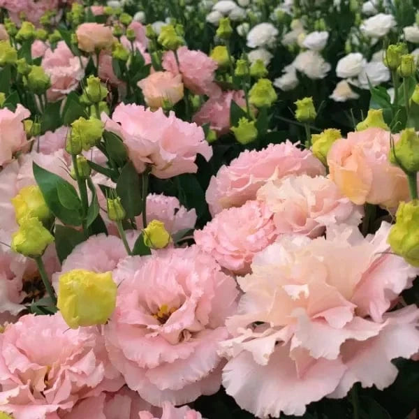 Dream Motto 200 Seeds - 40% Choice / Rose 🔥2025 Best Seller🔥-Lisianthus - A Sincere and Immutable Love 💐(Free Shipping over $14.99)